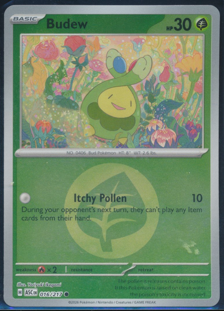 Budew (MAG MAG-00011077) — front
